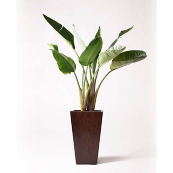 augusta-93 観葉植物 オーガスタ 8号 MOKU スクエア 付き 【贈答用 名