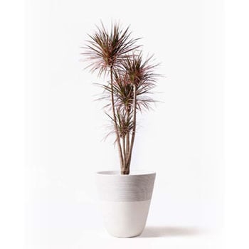 concinna-184 観葉植物 ドラセナ コンシンネ レインボー 10号