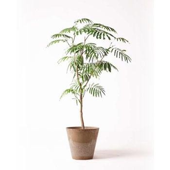 everfresh-143 観葉植物 エバーフレッシュ 8号 ボサ造り アート