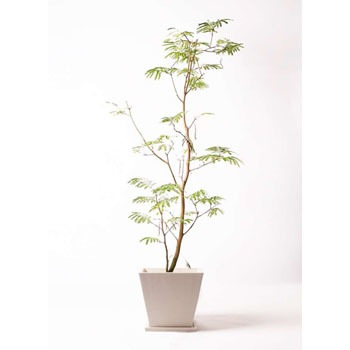観葉植物 エバーフレッシュ 10号 ボサ造り パウダーストーン 白 【贈答用 名入れ】 HitoHana(ひとはな)
