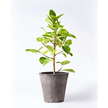 観葉植物 フィカス アルテシーマ 7号 ストレート フォリオソリッド ブラックウォッシュ 付き Hitohana ひとはな 観葉植物フィカス アルテシーマ 通販モノタロウ Ficus Altissima 139