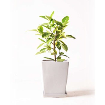 Ficus Altissima 147 観葉植物 フィカス アルテシーマ 7号 ストレート Lo スクエア 付き 1鉢 Hitohana ひとはな 通販サイトmonotaro