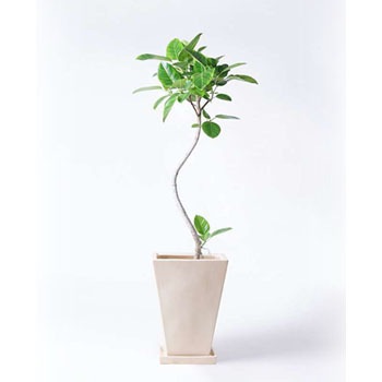 ficus-altissima-165 観葉植物 フィカス アルテシーマ 8号 曲り