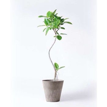 Ficus Altissima 180 観葉植物 フィカス アルテシーマ 8号 曲り アートストーン ラウンド グレー 付き 1鉢 Hitohana ひとはな 通販サイトmonotaro