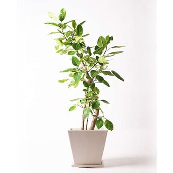 Ficus Altissima 185 観葉植物 フィカス アルテシーマ 10号 ストレート パウダーストーン 白 1鉢 Hitohana ひとはな 通販サイトmonotaro