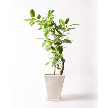 Ficus Altissima 197 観葉植物 フィカス アルテシーマ 10号 ストレート スクエアハット 白 1鉢 Hitohana ひとはな 通販サイトmonotaro