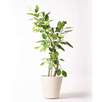 Ficus Altissima 0 観葉植物 フィカス アルテシーマ 10号 ストレート フォリオソリッド クリーム 1鉢 Hitohana ひとはな 通販サイトmonotaro