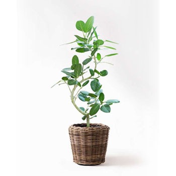 Ficus Benghalensis 156 観葉植物 フィカス ベンガレンシス 8号 曲り モデリック ラタン 付き 1鉢 Hitohana ひとはな 通販サイトmonotaro