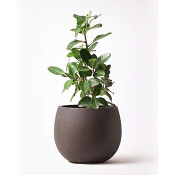 Ficus Benghalensis 1 観葉植物 フィカス ベンガレンシス 7号 ストレート テラニアス ローバルーン アンティークブラウン 付き 1鉢 Hitohana ひとはな 通販サイトmonotaro