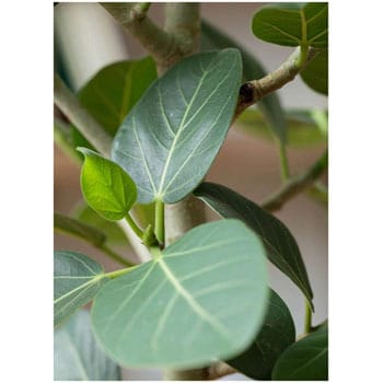 Ficus Benghalensis 1 観葉植物 フィカス ベンガレンシス 7号 ストレート テラニアス ローバルーン アンティークブラウン 付き 1鉢 Hitohana ひとはな 通販サイトmonotaro