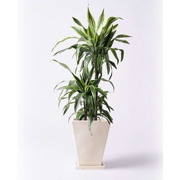 Dracaena Warneckii 73 観葉植物 ドラセナ ワーネッキー レモンライム 8号 スクエアハット 白 付き 1鉢 Hitohana ひとはな 通販サイトmonotaro