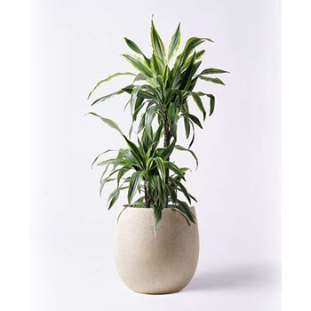 Dracaena Warneckii 76 観葉植物 ドラセナ ワーネッキー レモンライム 8号 テラニアス バルーン アンティークホワイト 付き 1鉢 Hitohana ひとはな 通販サイトmonotaro