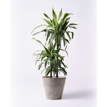 Dracaena Warneckii 観葉植物 ドラセナ ワーネッキー レモンライム 8号 アートストーン ラウンド グレー 付き 1鉢 Hitohana ひとはな 通販サイトmonotaro