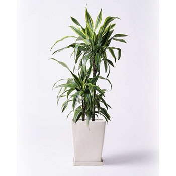 Dracaena Warneckii 91 観葉植物 ドラセナ ワーネッキー レモンライム 8号 Lo スクエア 付き 贈答用 名入れ 1鉢 Hitohana ひとはな 通販サイトmonotaro