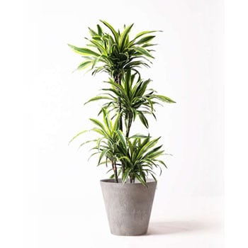 Dracaena Warneckii 111 観葉植物 ドラセナ ワーネッキー レモンライム 10号 アートストーン ラウンド グレー 付き 贈答用 名入れ 1鉢 Hitohana ひとはな 通販サイトmonotaro