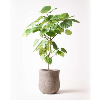 Ficus Umbellata 1 観葉植物 フィカス ウンベラータ 8号 ノーマル アローナラウンド ベージュ 付き 1鉢 Hitohana ひとはな 通販サイトmonotaro