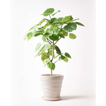 Ficus Umbellata 131 観葉植物 フィカス ウンベラータ 8号 ノーマル サバトリア 白 付き 贈答用 名入れ 1鉢 Hitohana ひとはな 通販サイトmonotaro
