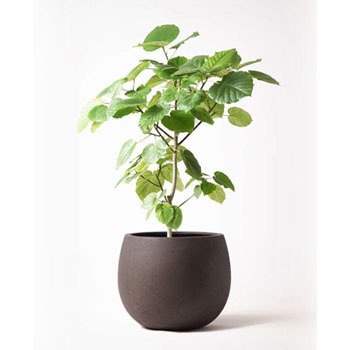 観葉植物 フィカス ウンベラータ 8号 ノーマル テラニアス ローバルーン アンティークブラウン 付き Hitohana ひとはな 観葉植物フィカス ウンベラータ 通販モノタロウ Ficus Umbellata 136