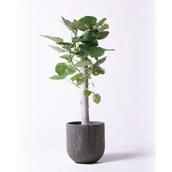 Ficus Umbellata 160 観葉植物 フィカス ウンベラータ 8号 朴 カルディナダークグレイ 付き 1鉢 Hitohana ひとはな 通販サイトmonotaro