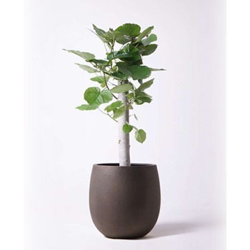 Ficus Umbellata 170 観葉植物 フィカス ウンベラータ 8号 朴 テラニアス バルーン アンティークブラウン 付き 1鉢 Hitohana ひとはな 通販サイトmonotaro