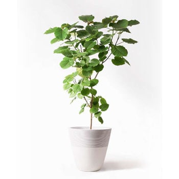 Ficus S-Shape Bonsai Variegated with Peatmoss Tree Bonsai