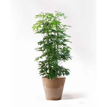 kapok-83 �ϗt�A�� �J�|�b�N(�V�F�t����) 8�� �m�[�}�� �A�[�g�X�g�[�� ���E���h �x�[�W�� �t�� �y�����p ������z HitoHana(�ЂƂ͂�) 31681607