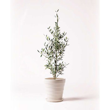観葉植物 オリーブの木 8号 コロネイキ サバトリア 白 付き Hitohana ひとはな 観葉植物オリーブの木 通販モノタロウ Olive 247