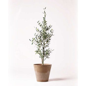 olive-264 観葉植物 オリーブの木 8号 コロネイキ アート olive-264 観葉植物 オリーブの木 8号 コロネイキ アート