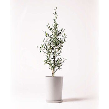 観葉植物 オリーブの木 8号 コロネイキ Lo ラウンド 付き Hitohana ひとはな 観葉植物オリーブの木 通販モノタロウ Olive 265