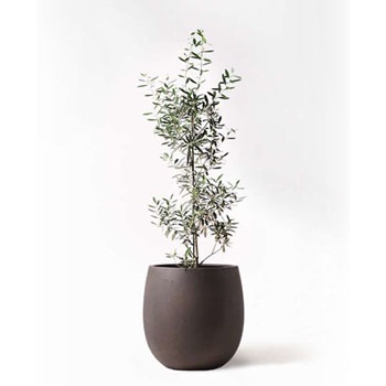 輸入オリーブ　古木　8号鉢つき Old Olive 古木オリーブ［No.07］× 11号鉢 (φ33cm) | Botanic