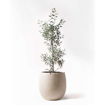 観葉植物 オリーブの木 8号 チプレッシーノ テラニアス バルーン アンティークホワイト 付き Hitohana ひとはな 観葉植物オリーブの木 通販モノタロウ Olive 287