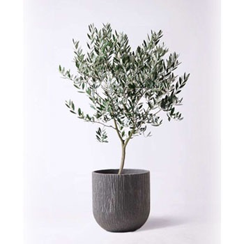 観葉植物 オリーブの木 8号 創樹 カルディナダークグレイ 付き Hitohana ひとはな 観葉植物オリーブの木 通販モノタロウ Olive 368