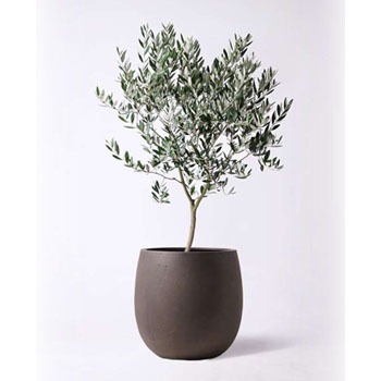 ✨ ⭐oliveの木⭐✨ olive-378 観葉植物 オリーブの木 8号 創樹 テラニアス バルーン