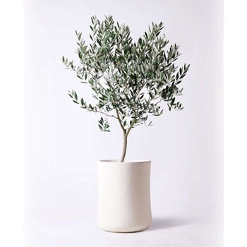 olive-382 観葉植物 オリーブの木 8号 創樹 バスク ミドル ホワイト 付き 1鉢 HitoHana(ひとはな) 【通販モノタロウ】