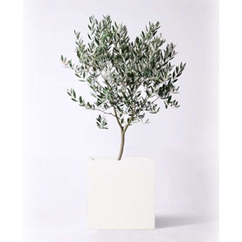 olive-383 観葉植物 オリーブの木 8号 創樹 バスク キューブ 付き 1鉢