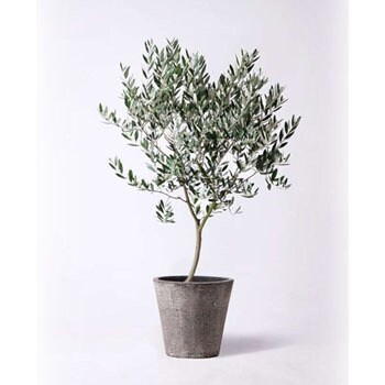 olive-386 観葉植物 オリーブの木 8号 創樹 フォリオソリッド ブラック