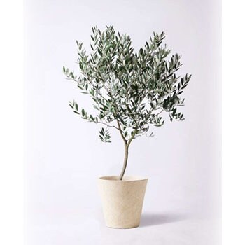 Olive 387 観葉植物 オリーブの木 8号 創樹 フォリオソリッド クリーム 付き 1鉢 Hitohana ひとはな 通販サイトmonotaro