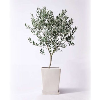 olive-394 観葉植物 オリーブの木 8号 創樹 LO スクエア 付き 1鉢 
