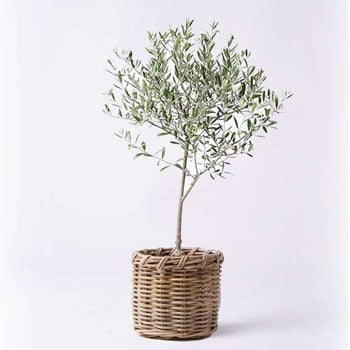 Olive 417 観葉植物 オリーブの木 6号 創樹 グレイラタン 付き 1鉢 Hitohana ひとはな 通販サイトmonotaro