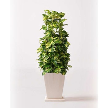 観葉植物 ポトス 8号 パウダーストーン 白 付き Hitohana ひとはな 観葉植物ポトス 通販モノタロウ Pothos 56