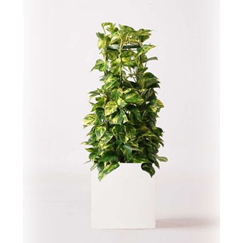 観葉植物 ポトス 8号 バスク キューブ 付き Hitohana ひとはな 観葉植物ポトス 通販モノタロウ Pothos 79