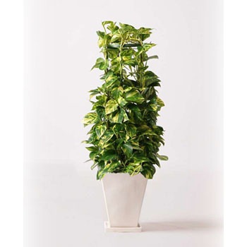 Pothos 90 観葉植物 ポトス 8号 Lo スクエア 付き 1鉢 Hitohana ひとはな 通販サイトmonotaro