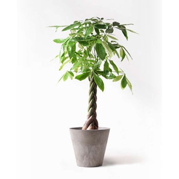 観葉植物 パキラ 8号 ねじり アートストーン ラウンド グレー 付き Hitohana ひとはな 観葉植物パキラ 通販モノタロウ Pachira 264