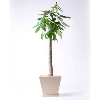 観葉植物 パキラ 10号 朴 パウダーストーン 白 付き Hitohana ひとはな 観葉植物パキラ 通販モノタロウ Pachira 325