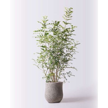 観葉植物 シマトネリコ 8号 アローナラウンド グレイ 付き Hitohana ひとはな 観葉植物シマトネリコ 通販モノタロウ Fraxinus Griffithii 46
