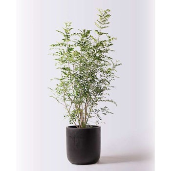 観葉植物 シマトネリコ 8号 エルバ 黒 付き Hitohana ひとはな 観葉植物シマトネリコ 通販モノタロウ Fraxinus Griffithii 48