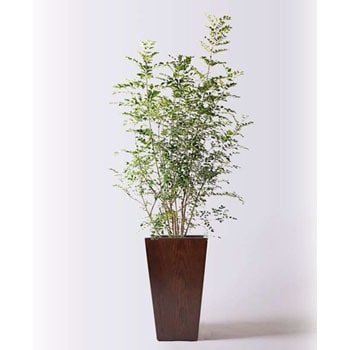 その他観葉植物 moomooo その他観葉植物 moomooo プレゼントに贈る観葉植物 | 花のギフト通販なら花