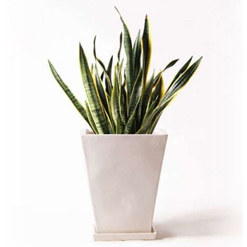 sansevieria-126 観葉植物 サンスベリア 10号 トラノオ スクエア
