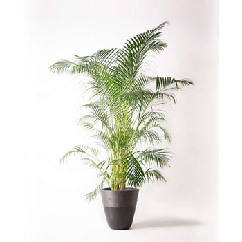 Dypsis Lutescens 109 観葉植物 アレカヤシ 10号 ジュピター 黒 付き 1鉢 Hitohana ひとはな 通販サイトmonotaro