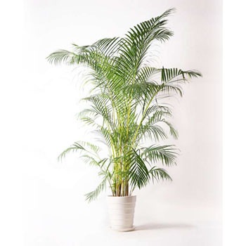 観葉植物 アレカヤシ 10号 サバトリア 白 付き 贈答用 名入れ Hitohana ひとはな 贈答用 生花 観葉植物アレカヤシ 通販モノタロウ Dypsis Lutescens 113